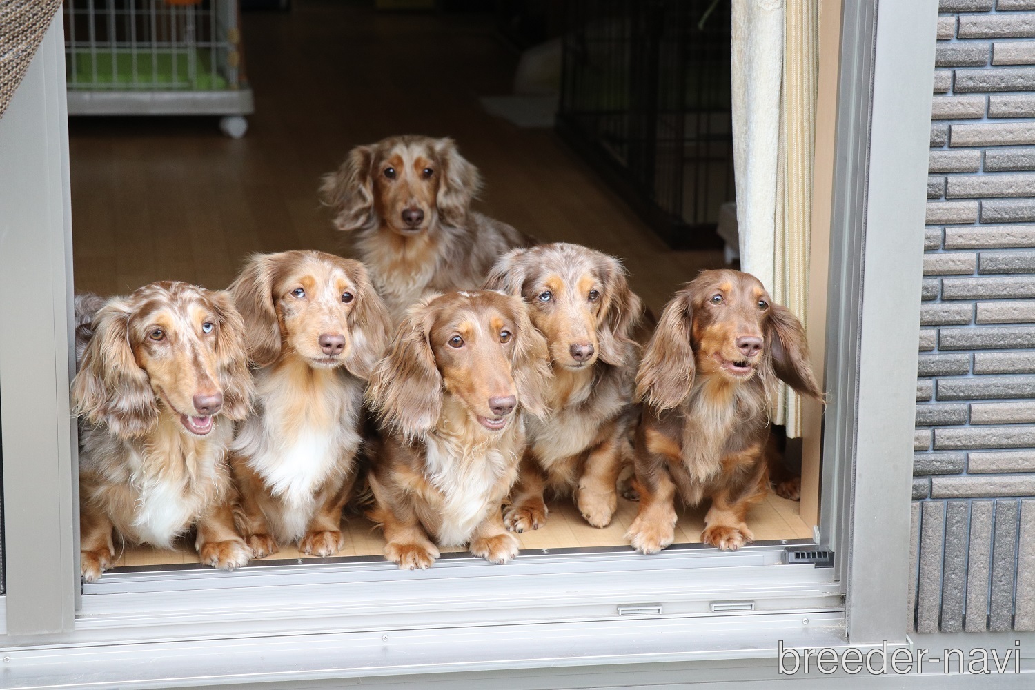 安藤ブリーダー